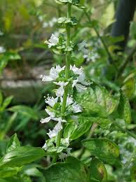 Attēlu rezultāti vaicājumam “Ocimum basilicum flower”
