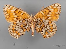 Attēlu rezultāti vaicājumam “Melitaea didyma underside”