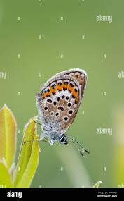 Attēlu rezultāti vaicājumam “Plebejus argus female”