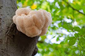 Attēlu rezultāti vaicājumam “Erinaceus sp.”