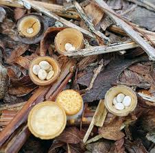 Attēlu rezultāti vaicājumam “Crucibulum laeve”