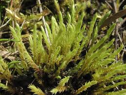 Attēlu rezultāti vaicājumam “Philonotis”