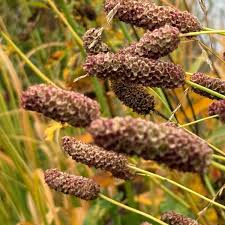 Attēlu rezultāti vaicājumam “Calamagrostis purpurea fruit”