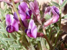 Attēlu rezultāti vaicājumam “Astragalus arenarius flower”