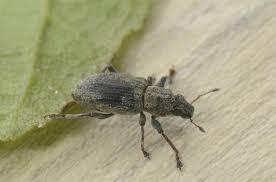 Attēlu rezultāti vaicājumam “Sitona sp.”