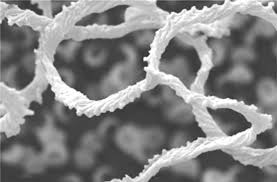 Attēlu rezultāti vaicājumam “Lamproderma pseudomaculatum spores”