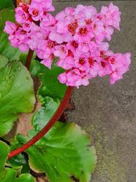 Attēlu rezultāti vaicājumam “Bergenia crassifolia”