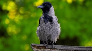 Attēlu rezultāti vaicājumam “Corvus cornix juvenile”