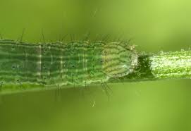 Attēlu rezultāti vaicājumam “Phytometra viridaria”