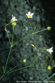 Attēlu rezultāti vaicājumam “Linum catharticum flower”