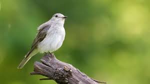 Attēlu rezultāti vaicājumam “Muscicapa striata”