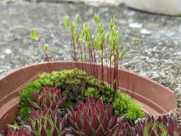 Attēlu rezultāti vaicājumam “Ceratodon purpureus”