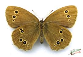 Attēlu rezultāti vaicājumam “Aphantopus hyperantus underside”