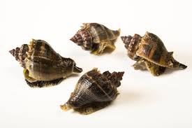 Image result for Melongena corona