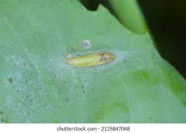 Attēlu rezultāti vaicājumam “Plutellidae”