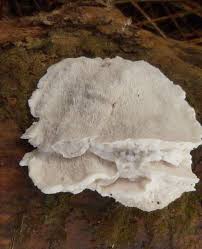 Attēlu rezultāti vaicājumam “Postia”