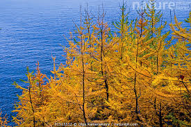 Attēlu rezultāti vaicājumam “Larix sibirica”