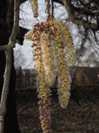 Attēlu rezultāti vaicājumam “Populus x canescens”