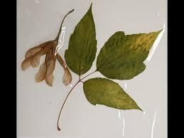 Attēlu rezultāti vaicājumam “Acer negundo leaf”