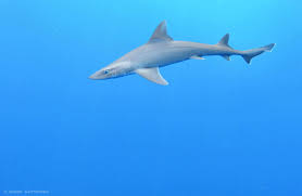 Image result for Mustelus canis