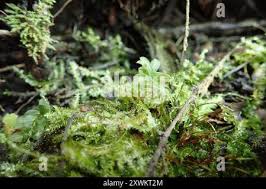 Attēlu rezultāti vaicājumam “Plagiothecium denticulatum”