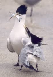 Image result for Sterna acuflavida