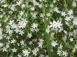 Attēlu rezultāti vaicājumam “Stellaria graminea”