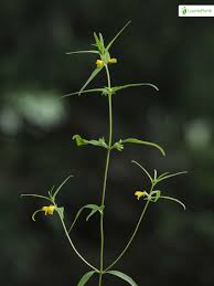 Attēlu rezultāti vaicājumam “Melampyrum sylvaticum leaf”