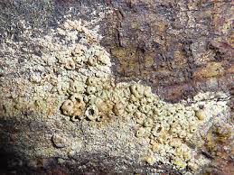 Attēlu rezultāti vaicājumam “Thelotrema lepadinum”