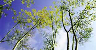 Attēlu rezultāti vaicājumam “Anethum graveolens flower”