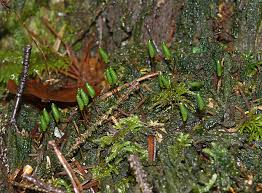 Attēlu rezultāti vaicājumam “Buxbaumia aphylla sporophyte”
