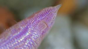 Attēlu rezultāti vaicājumam “Lamproderma ovoideum macro”