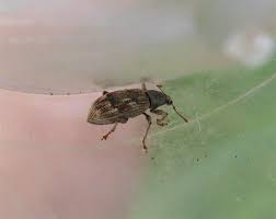 Attēlu rezultāti vaicājumam “Polydrusus tereticollis”