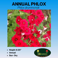 Image result for Phlox drummondii