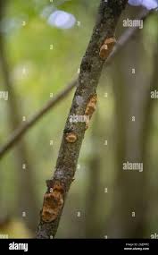 Attēlu rezultāti vaicājumam “Dichomitus campestris”