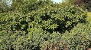 Image result for Sawley to Long Eaton Park Cricket Club