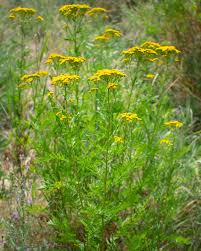 Attēlu rezultāti vaicājumam “Tanacetum vulgare flower”