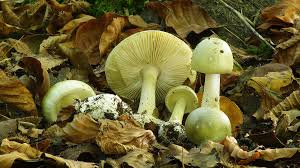 Attēlu rezultāti vaicājumam “Amanita phalloides”