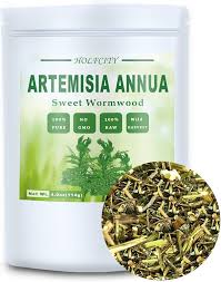 Image result for Artemisia annua