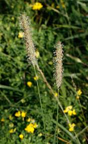Attēlu rezultāti vaicājumam “Phleum phleoides fruit”