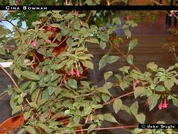 Image result for Leaves Green Bowmen