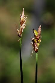 Attēlu rezultāti vaicājumam “Carex chordorrhiza”
