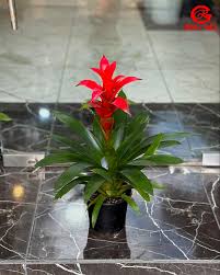 Картинки по запросу гусмания