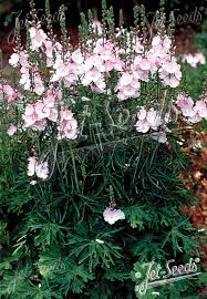 Attēlu rezultāti vaicājumam “Hydrelia sylvata”