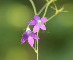 Attēlu rezultāti vaicājumam “Campanula patula”