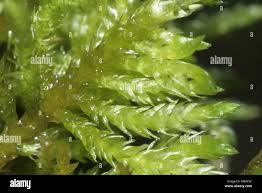 Attēlu rezultāti vaicājumam “Brachythecium rivulare”