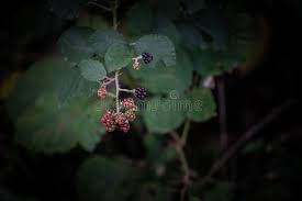 Attēlu rezultāti vaicājumam “Rubus plicatus fruit”