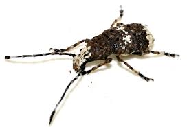 Attēlu rezultāti vaicājumam “Platystomos albinus”