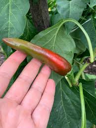 Afbeeldingsresultaat voor Szegedi 80 hot pepper