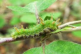 Attēlu rezultāti vaicājumam “Limenitis camilla upperside”